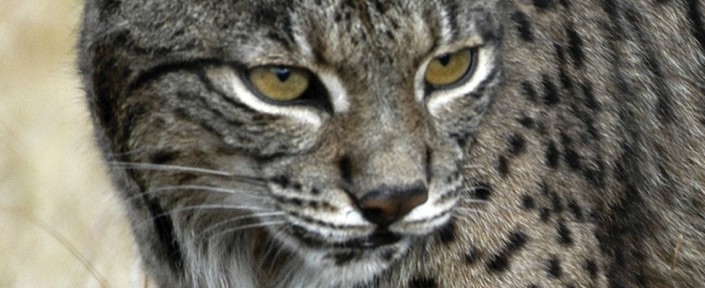 elFelino0