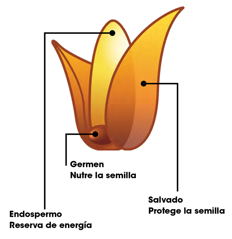 granos3