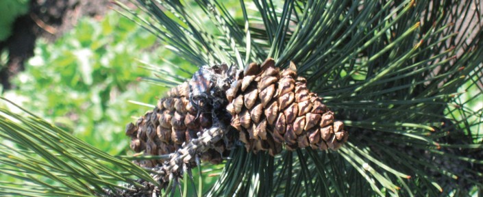 unArbol0