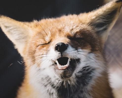 3ae3d449-8cdb-406a-8dfc-641caab40cce