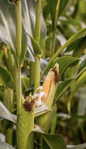 132dd28a-3d33-4df9-b725-6a718c0fdbbf